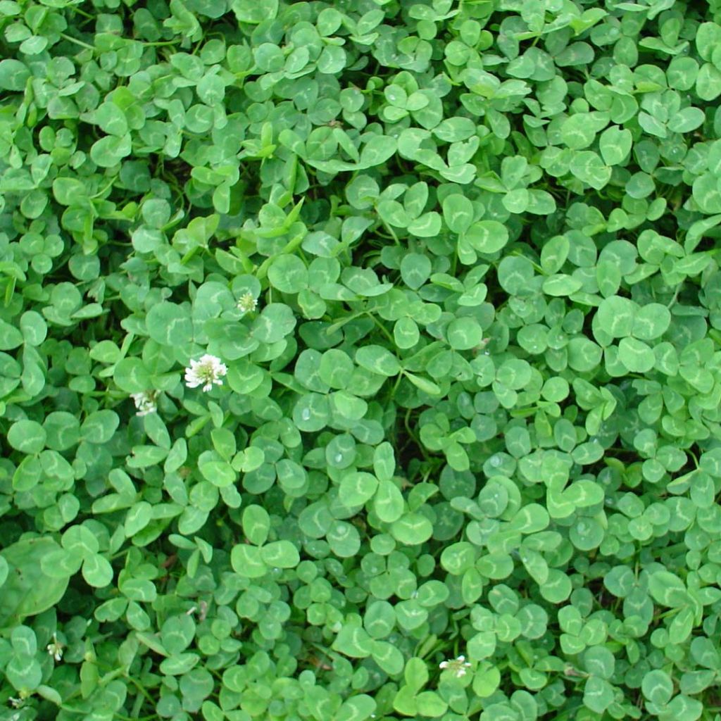 Trèfle blanc nain - Engrais vert