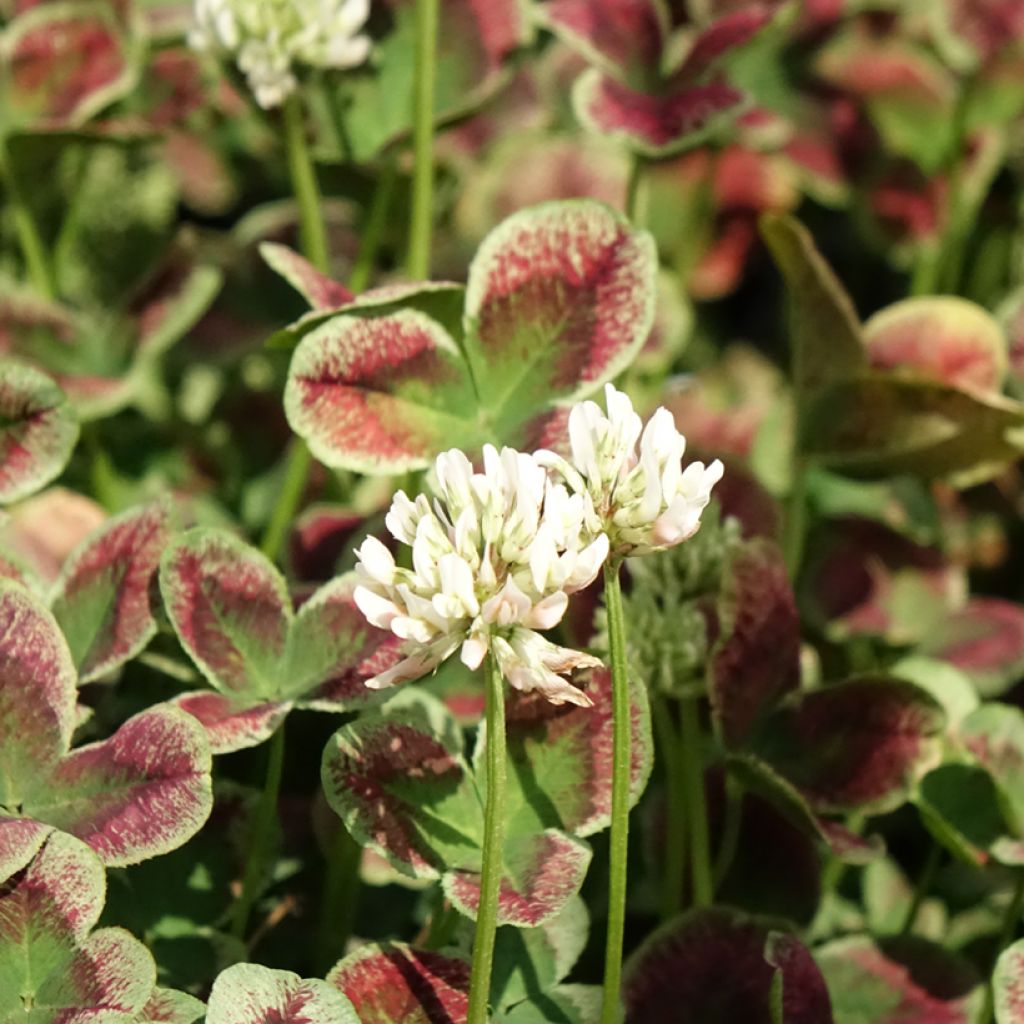 Trifolium repens Estelle - Trèfle