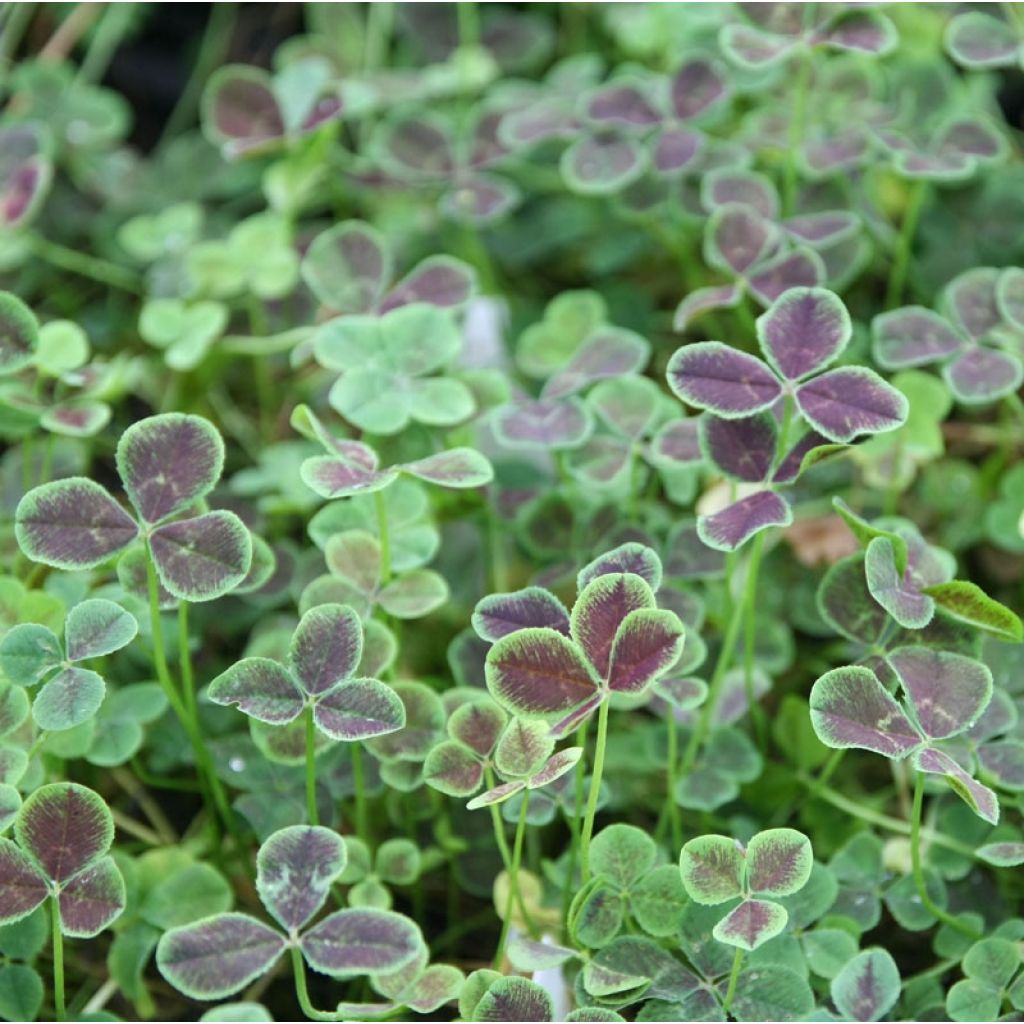 Trifolium repens Pentaphyllum - Trèfle incarnat