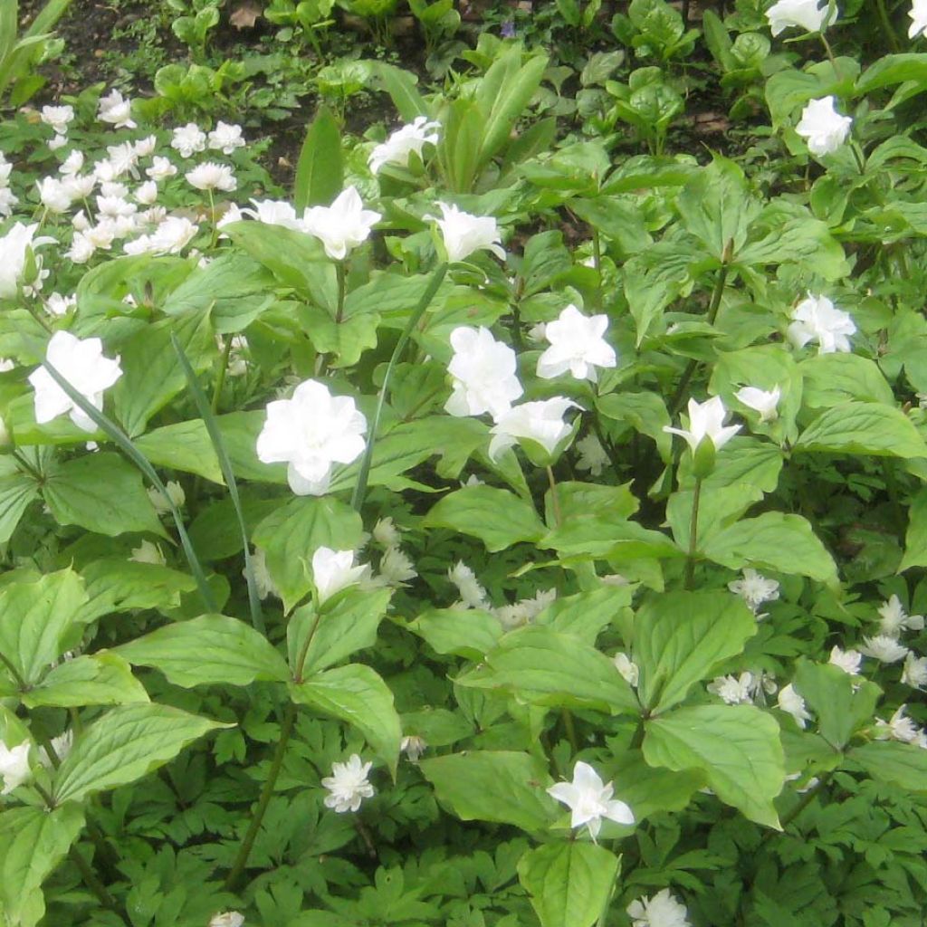 Trillium grandiflorum Flore Pleno - Trille blanc à fleurs doubles  
