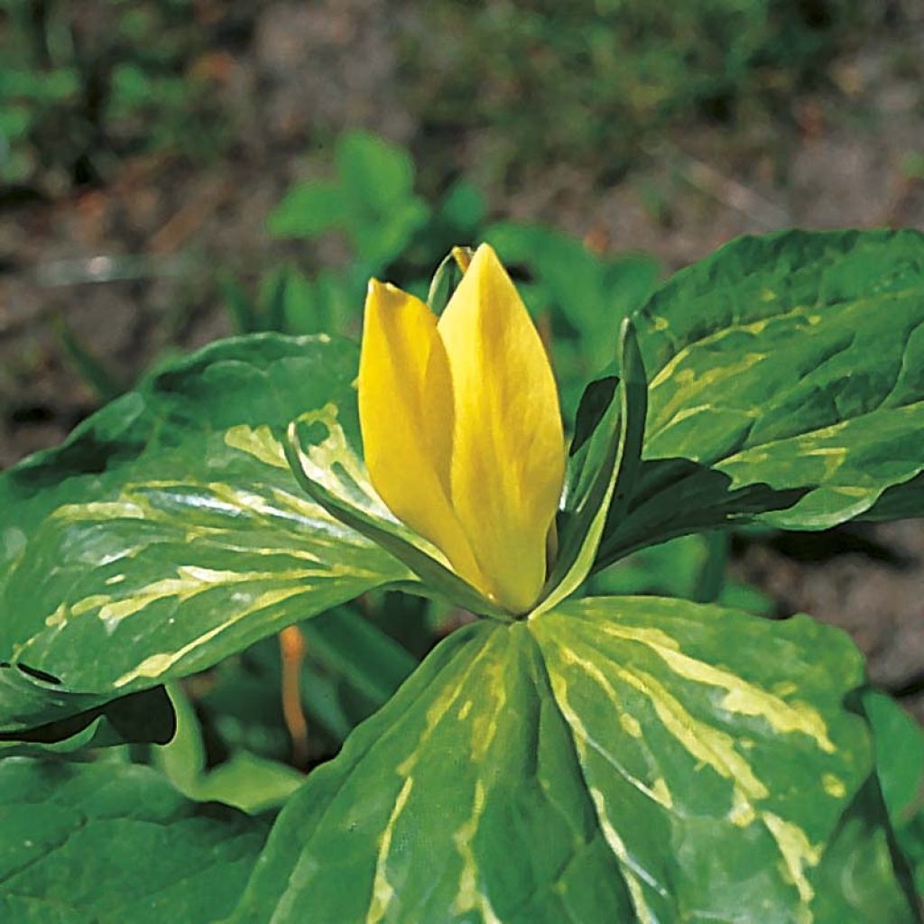 Trillium luteum - Trille à fleurs jaunes Bulbes