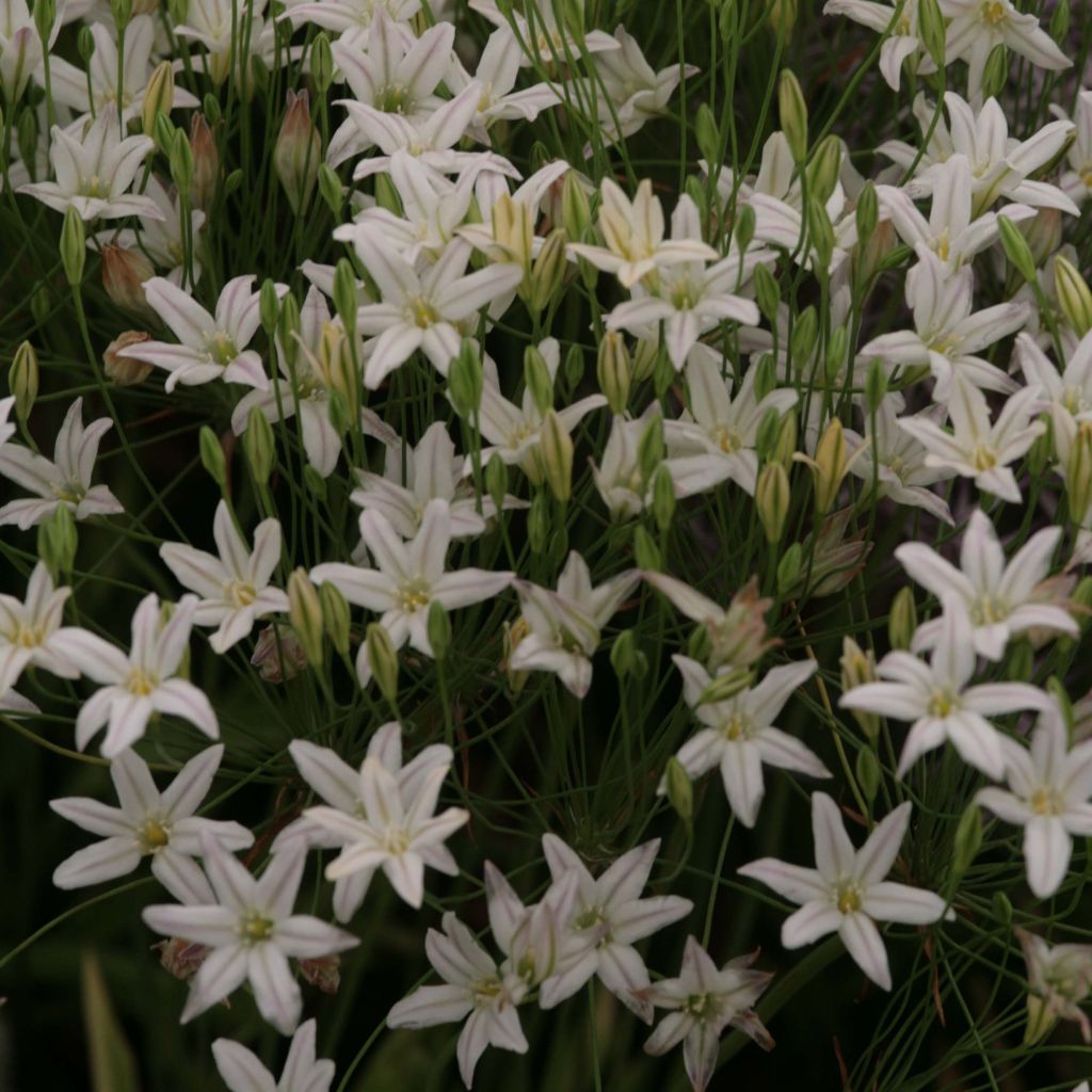 Triteleia Silver Queen - Brodiaea