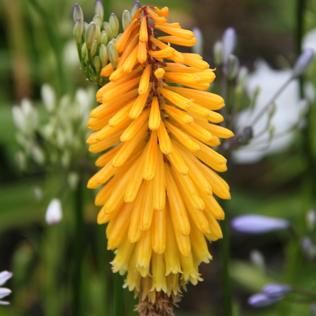 Tritoma - Kniphofia Mango Popsicle