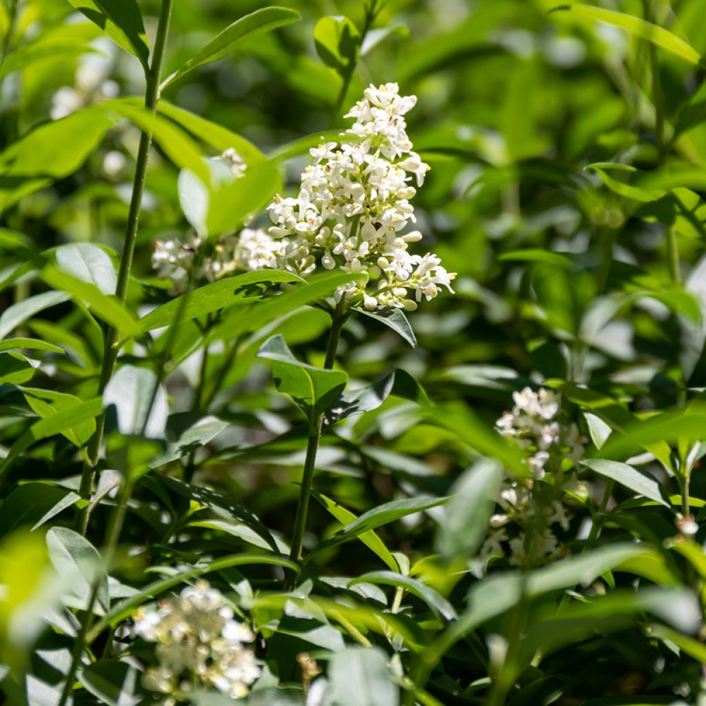 Troène commun - Ligustrum vulgare 