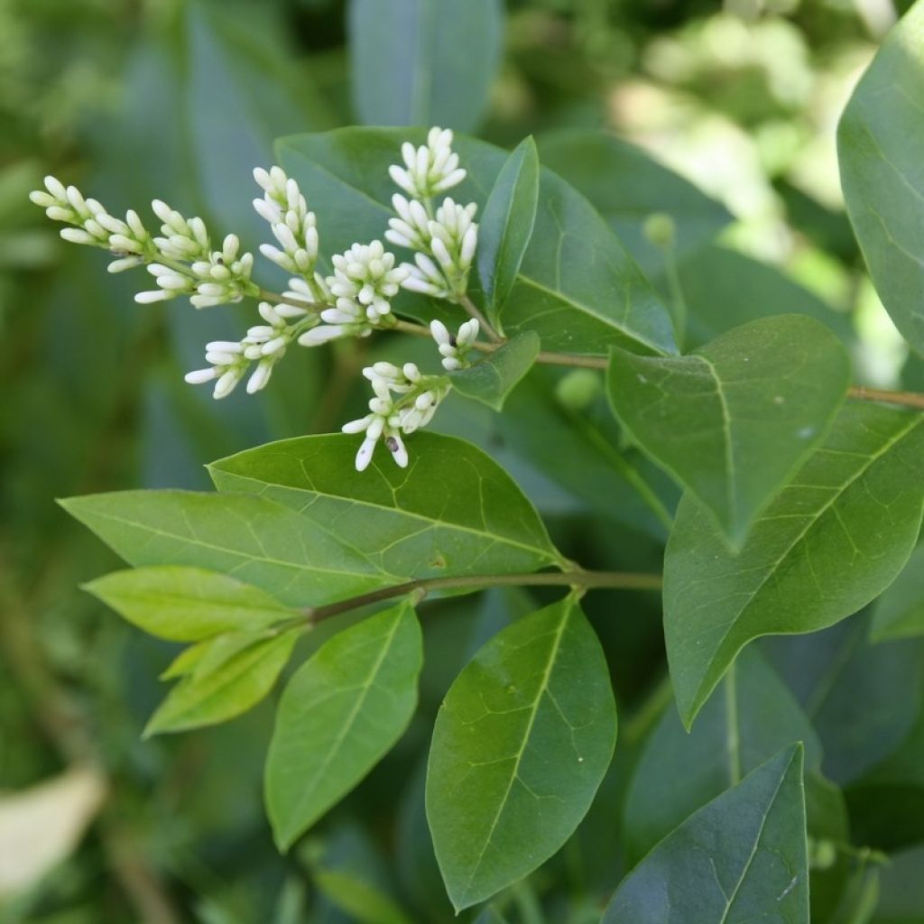 Troène - Ligustrum ovalifolium