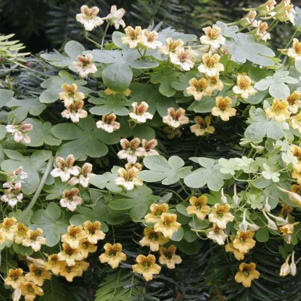 Capucine, Tropaeolum ciliatum