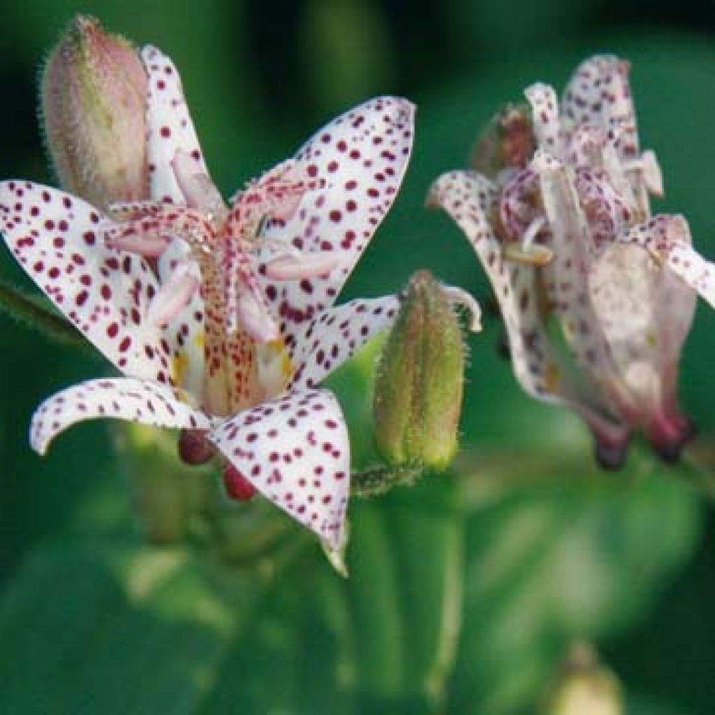 Lis Orchidée - Tricyrtis hirta, Lis crapaud
