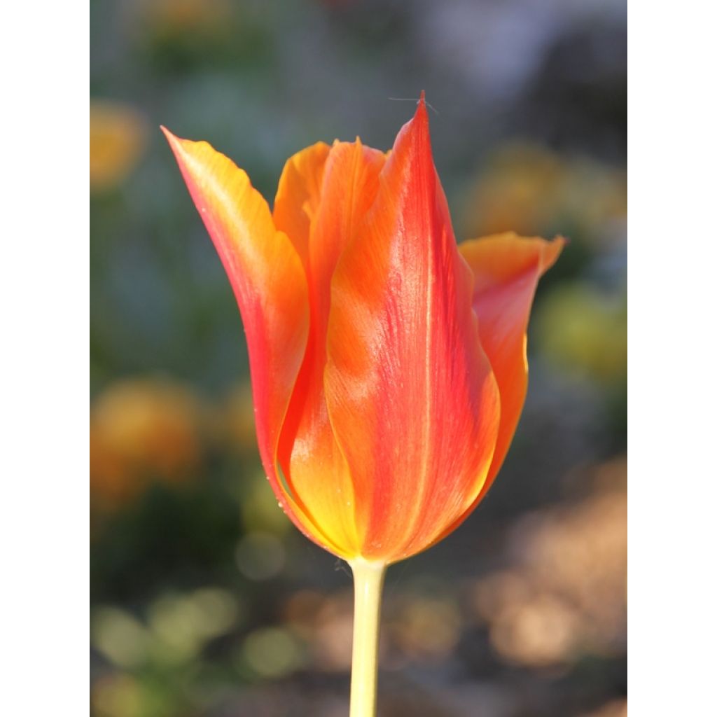 Tulipe Fleur de Lis Ballerina