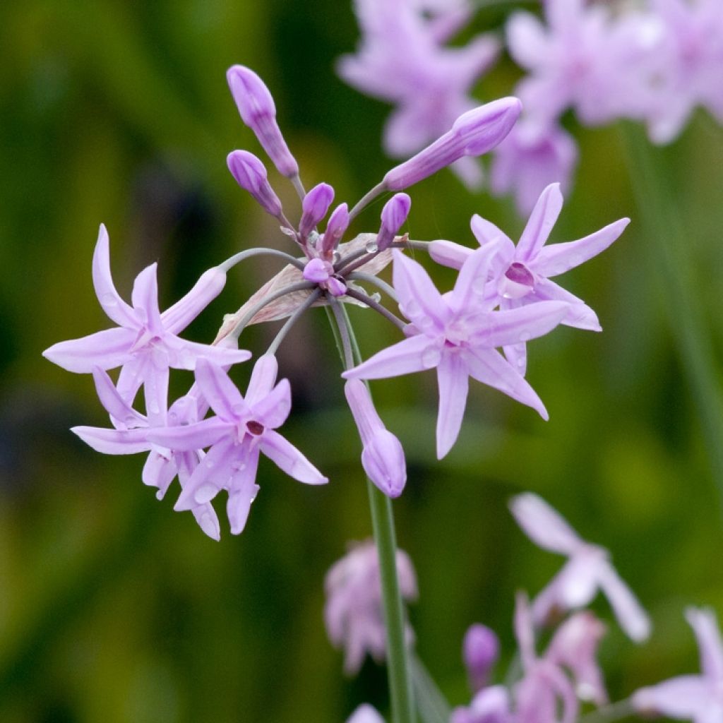 Tulbaghia Flamingo - Tulbaghie