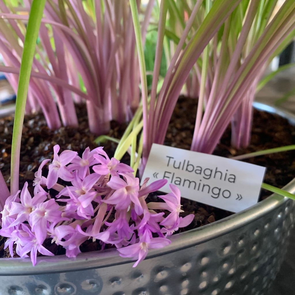 Tulbaghia Flamingo - Tulbaghie