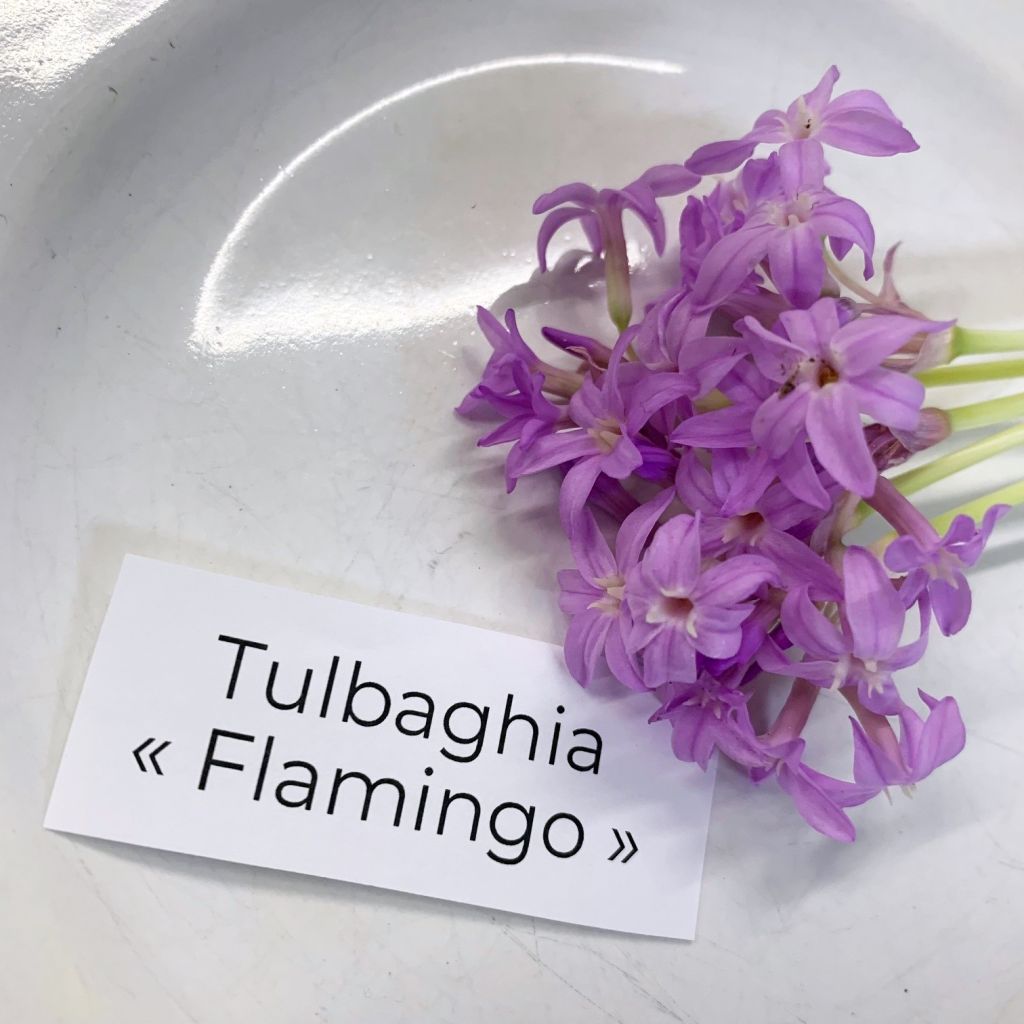 Tulbaghia Flamingo - Tulbaghie