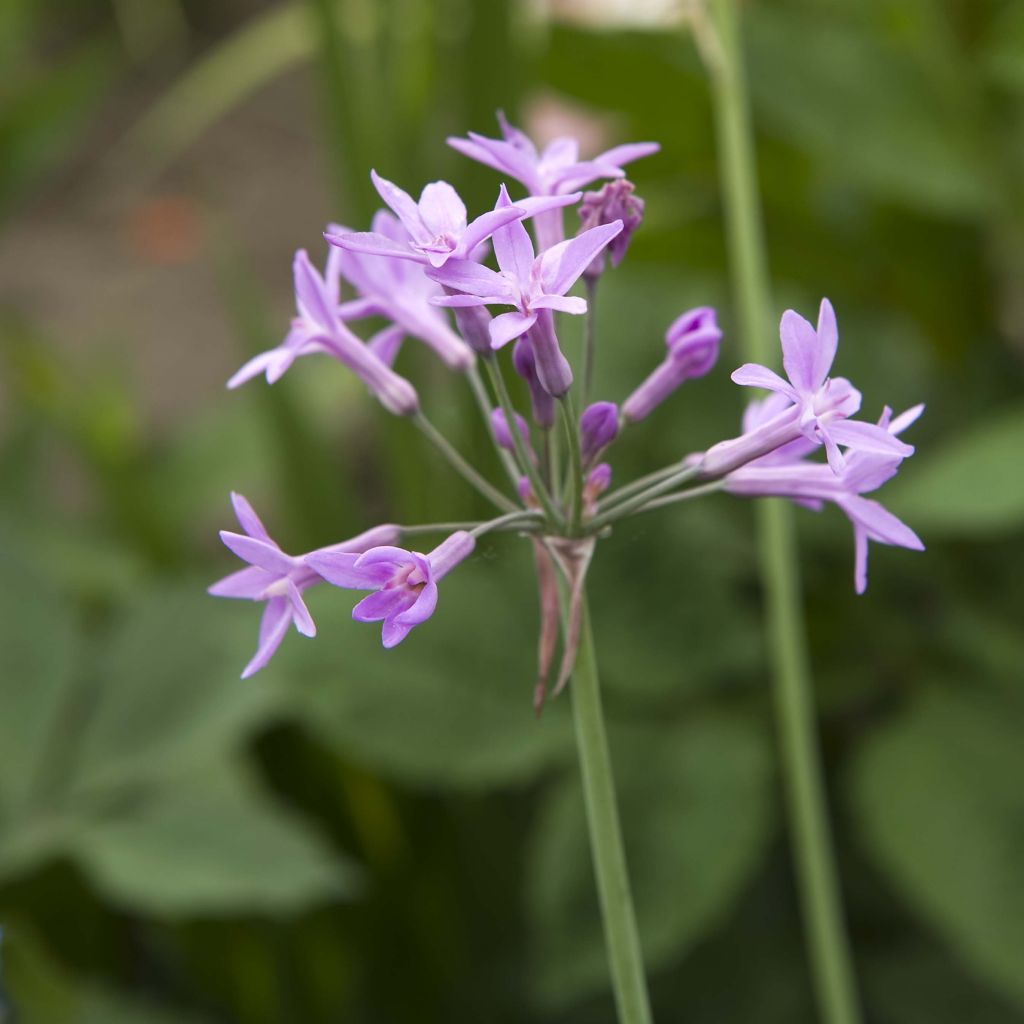 Tulbaghia violacea Kilimanjaro