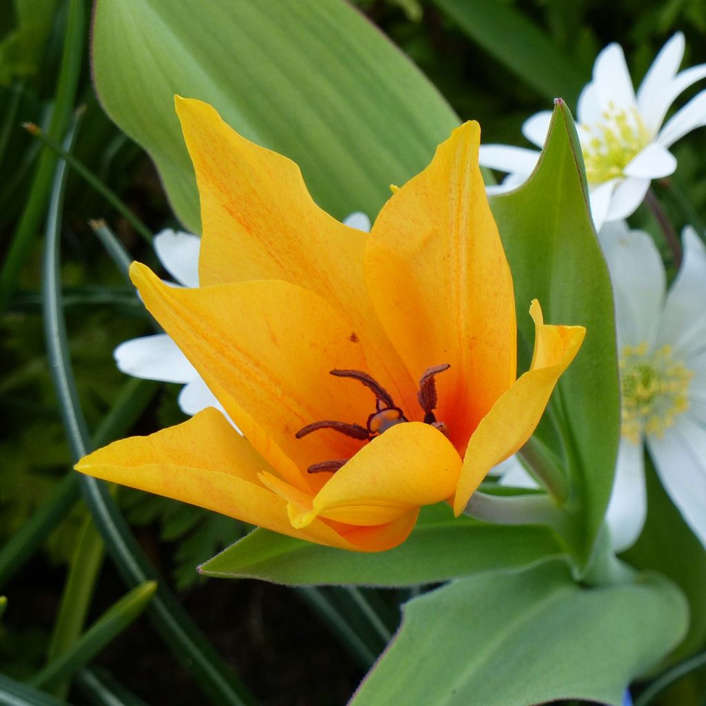 Tulipe botanique praestans Shogun