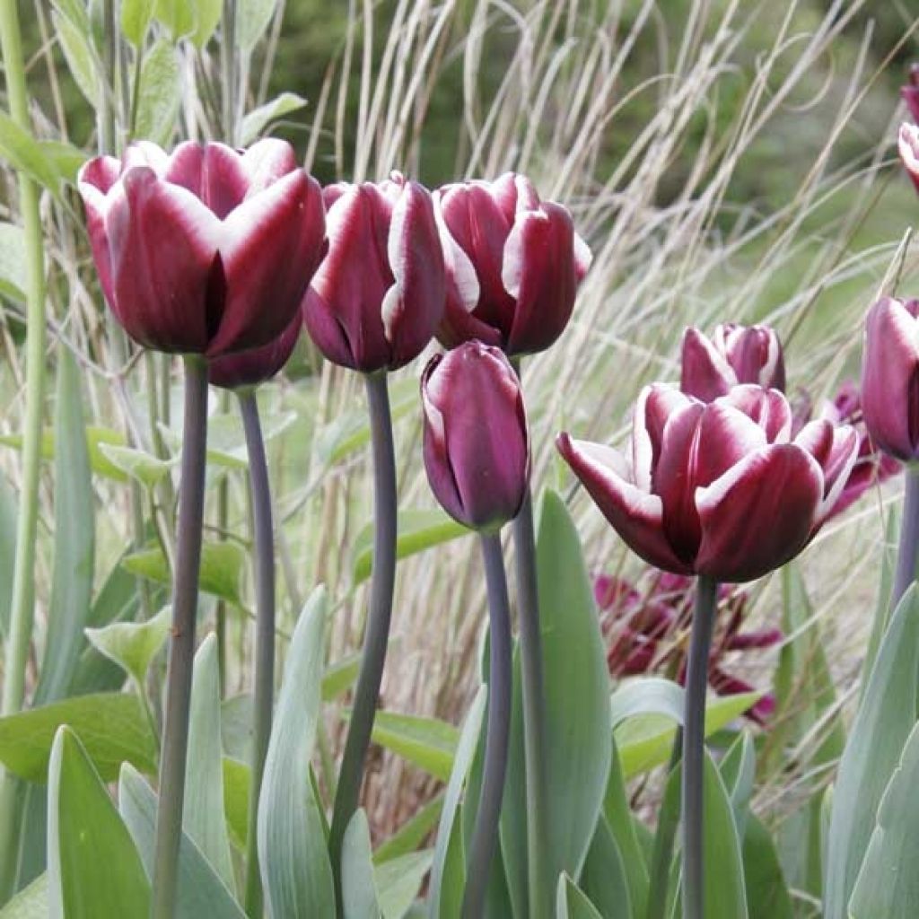 Tulipe Triomphe Fontainebleau