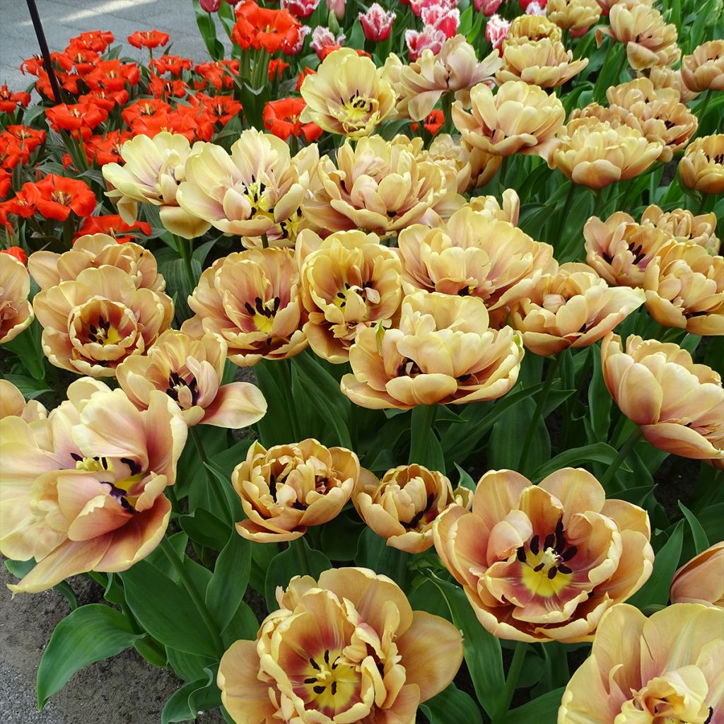 Tulipe double hâtive La Belle Epoque