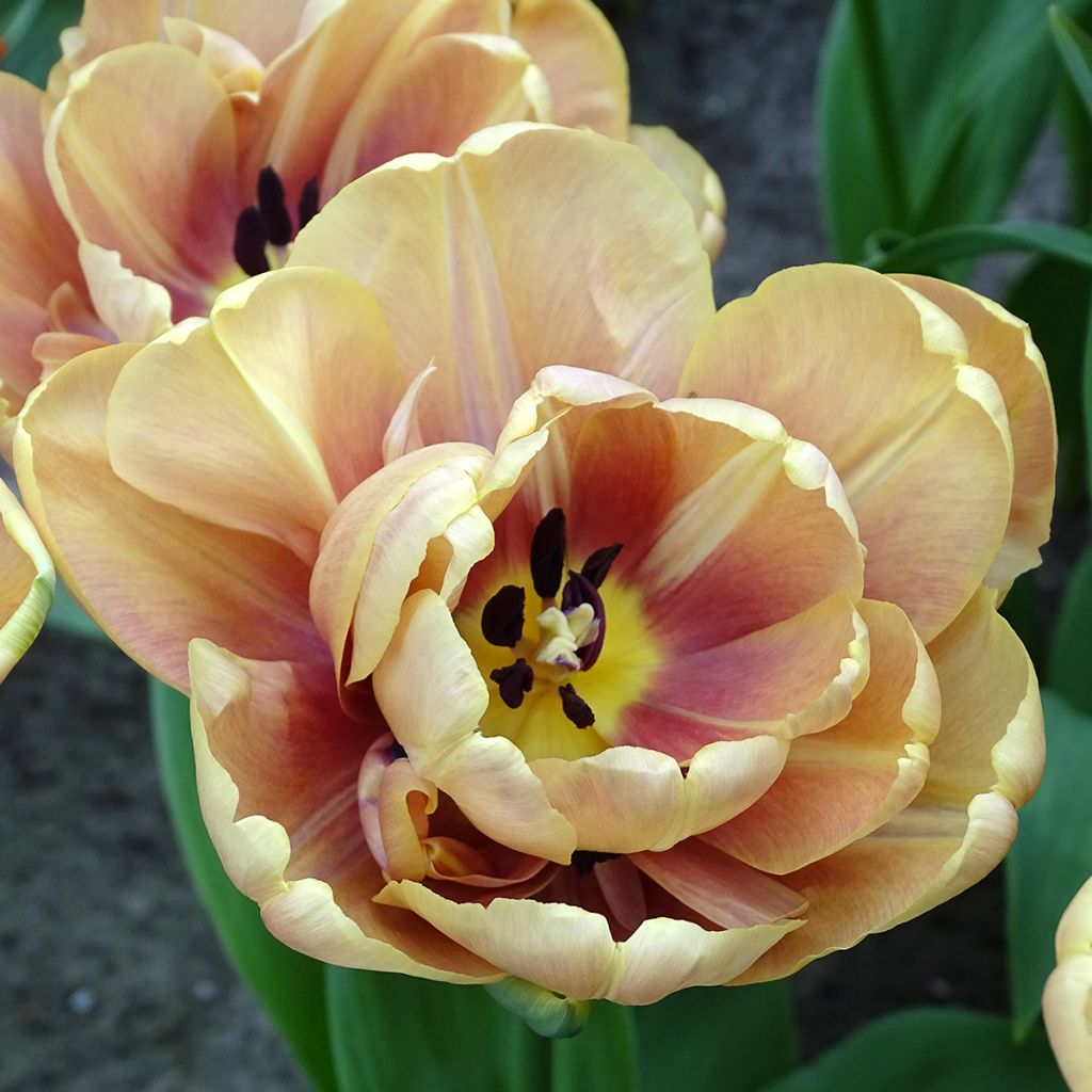 Tulipe double hâtive La Belle Epoque