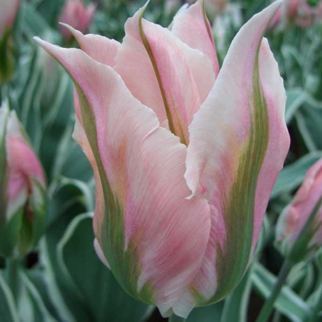 Tulipe Viridiflora China Town