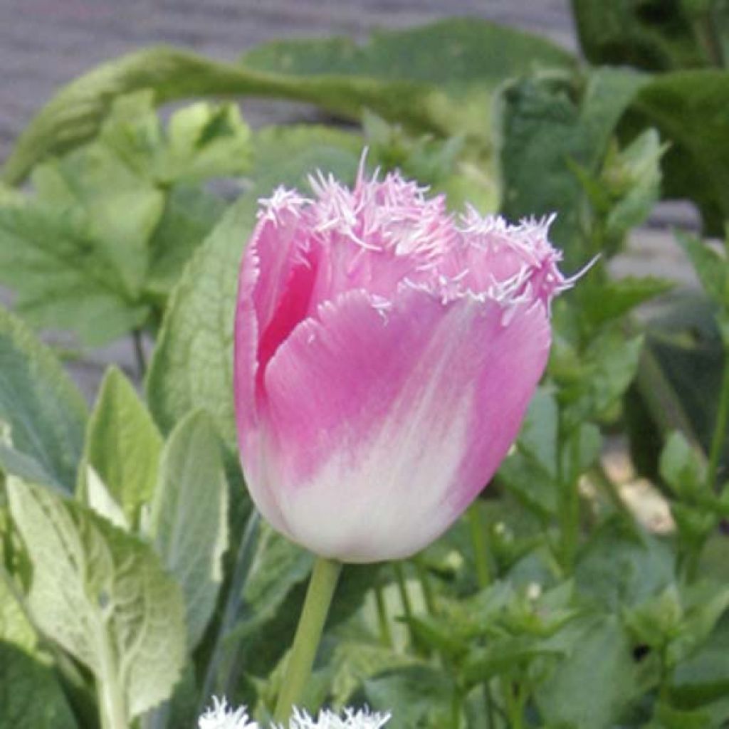 Tulipe Dentelée Huis Ten Bosch