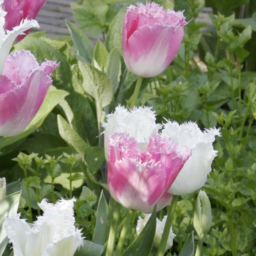 Tulipe Dentelée Huis Ten Bosch