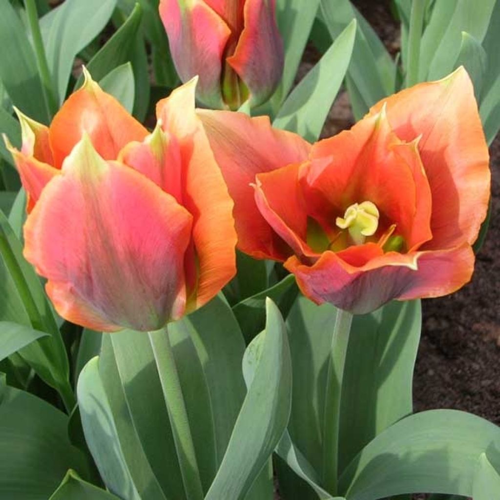 Tulipe Viridiflora Artist