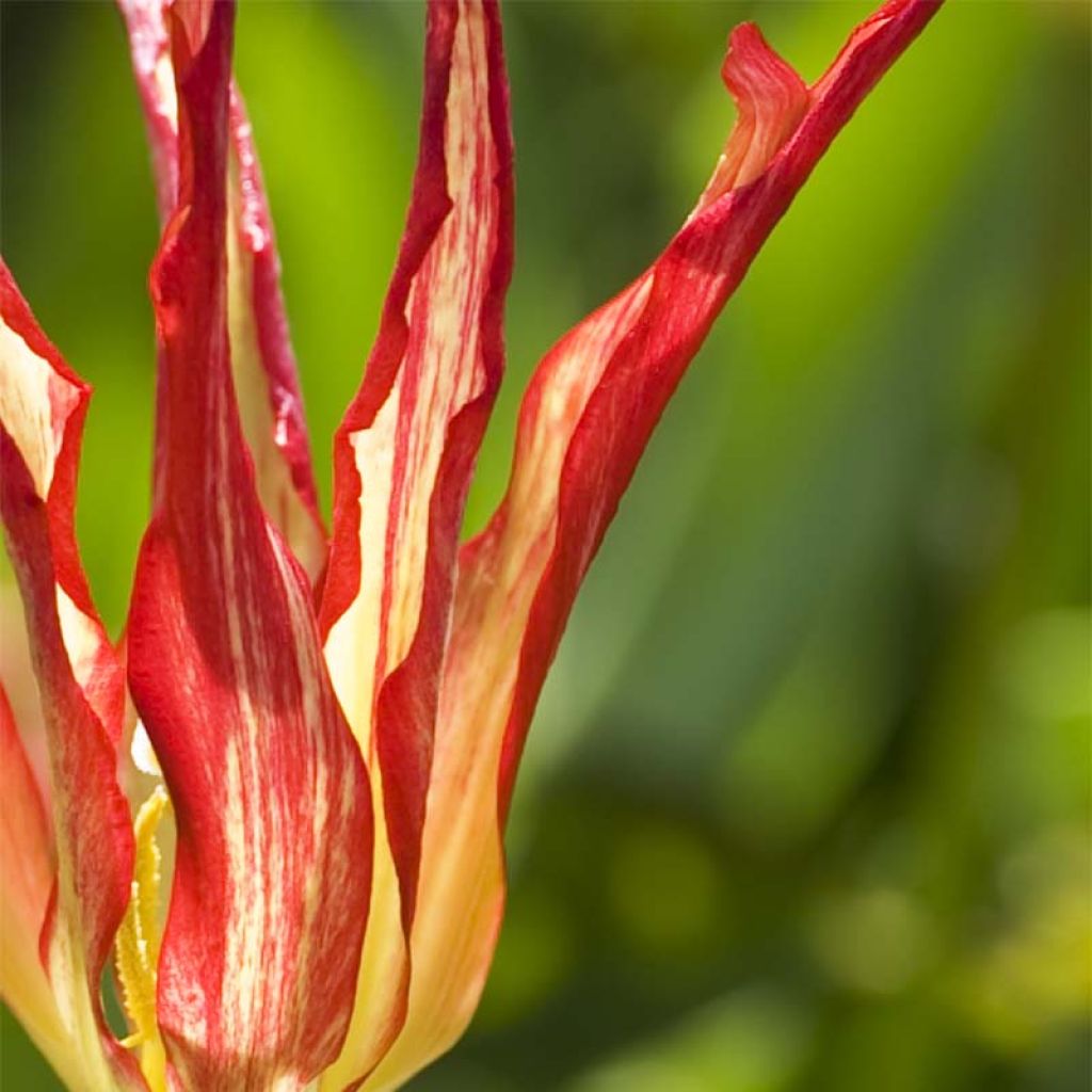 Tulipe botanique acuminata - Tulipe cornue