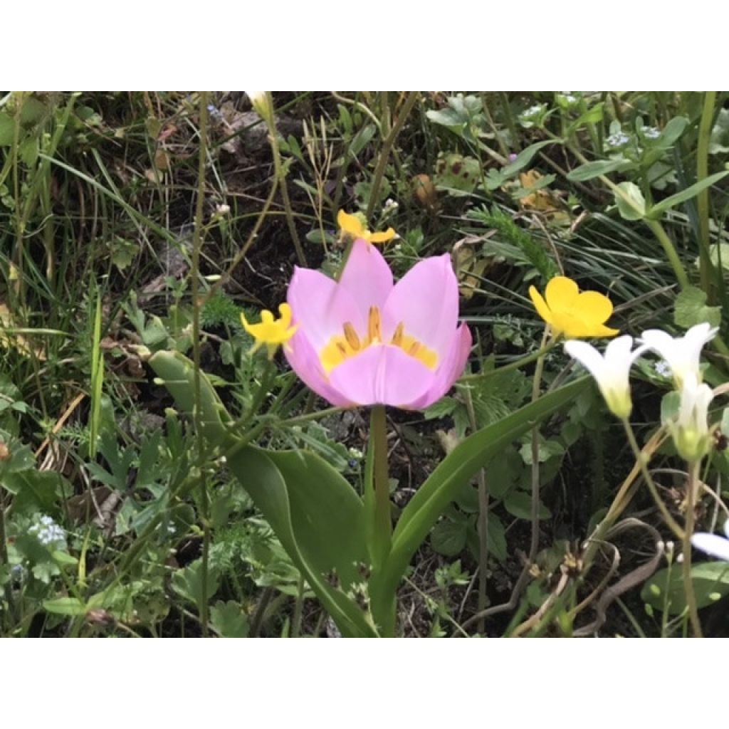 Tulipe botanique bakeri Lilac Wonder