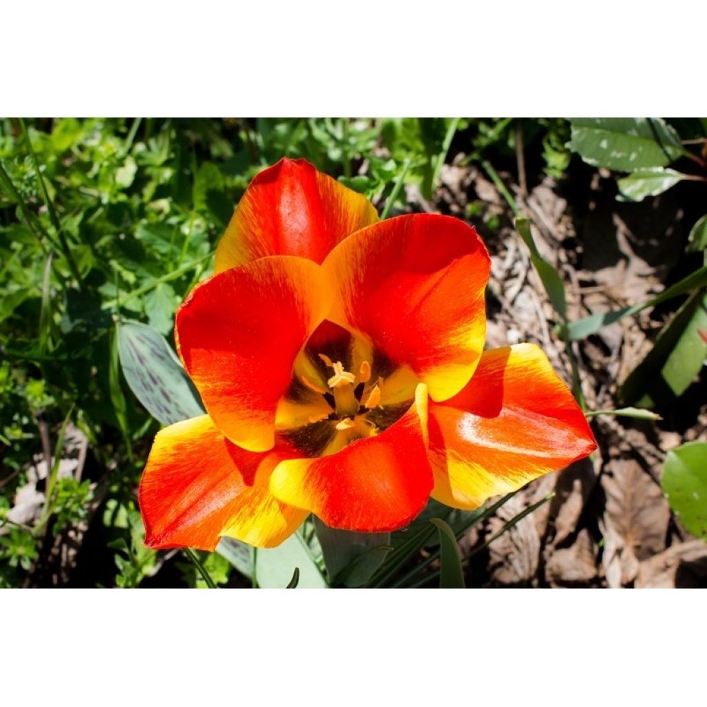 Tulipe botanique greigii Engadin