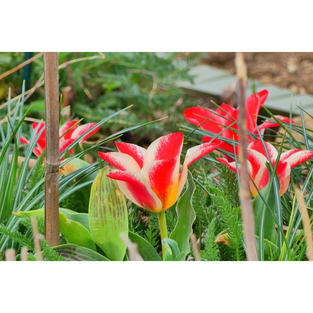 Tulipe botanique greigii Plaisir 