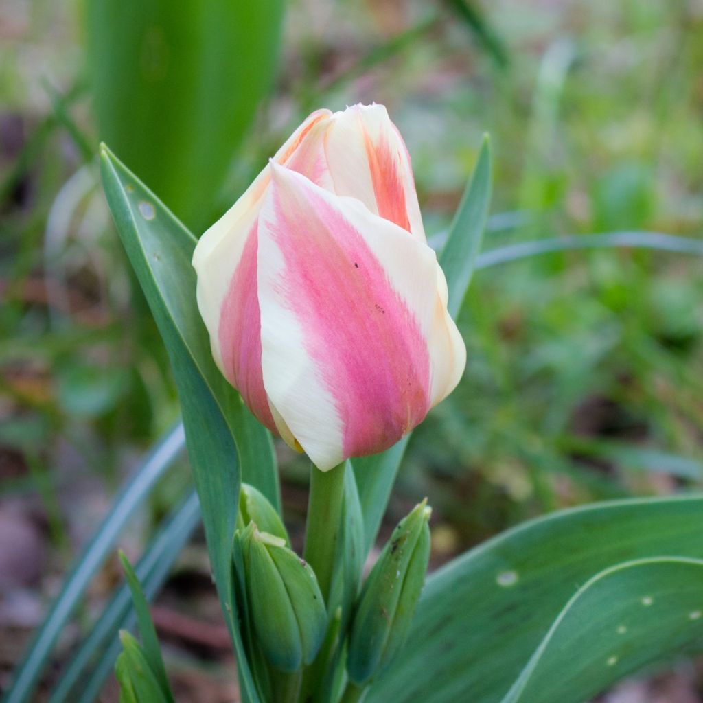 Tulipe botanique greigii Quebec