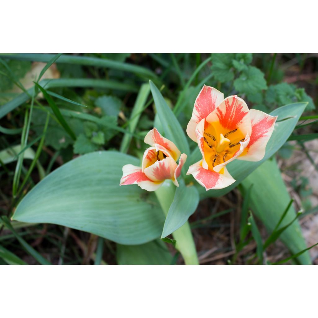 Tulipe botanique greigii Quebec