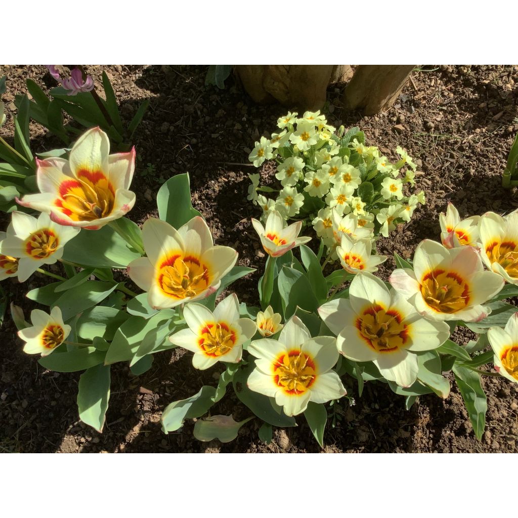 Tulipe botanique kaufmanniana Johann Strauss