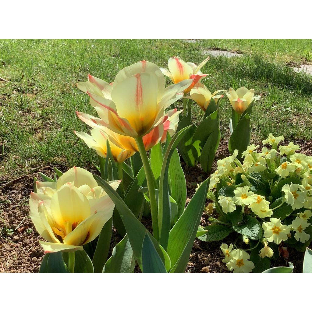 Tulipe botanique kaufmanniana Johann Strauss