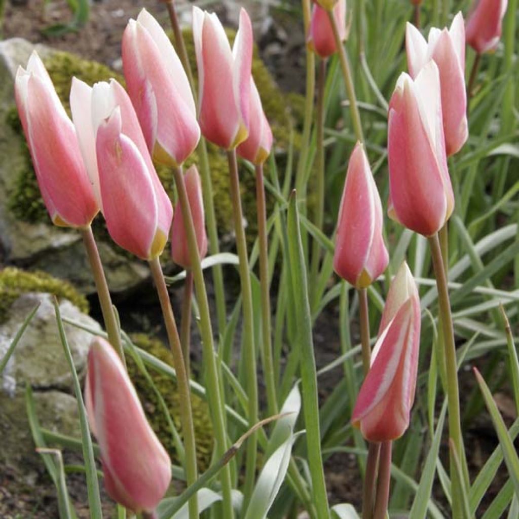 Tulipe Clusiana Lady Jane