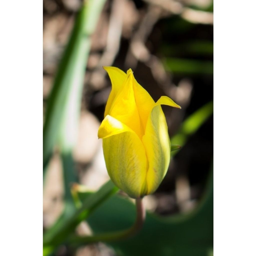 Tulipe botanique sylvestris