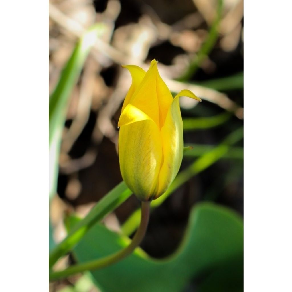 Tulipe botanique sylvestris