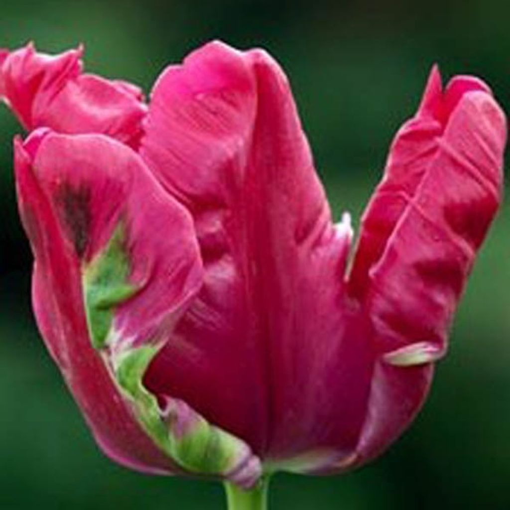 Tulipe Perroquet Cerise Parrot