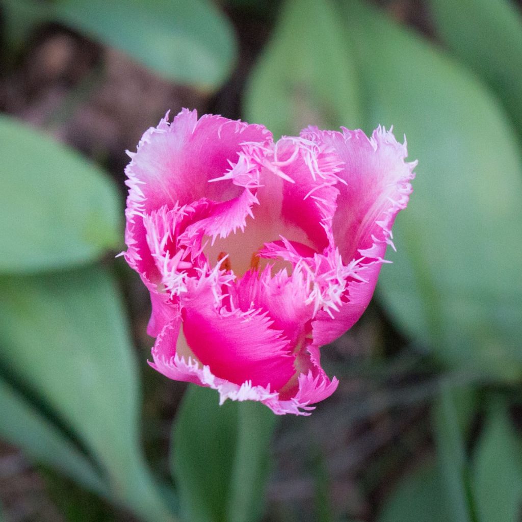 Tulipe dentelée Huis Ten Bosch