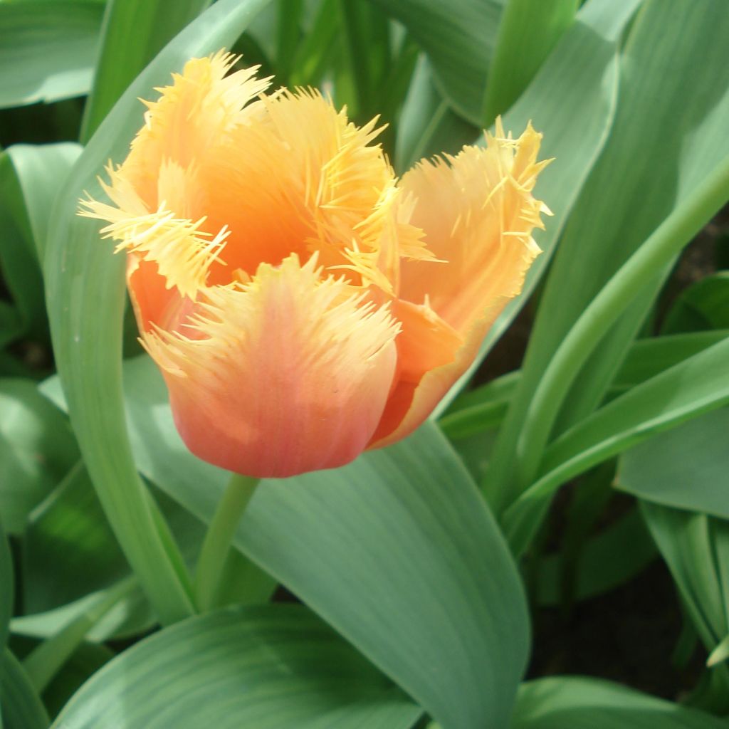 Tulipe dentelée Lambada 