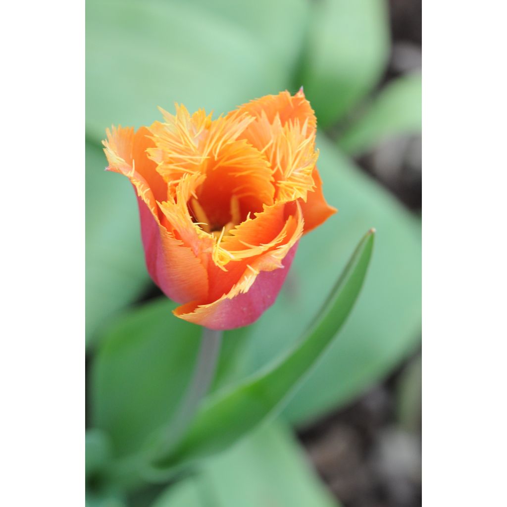 Tulipe dentelée Lambada 