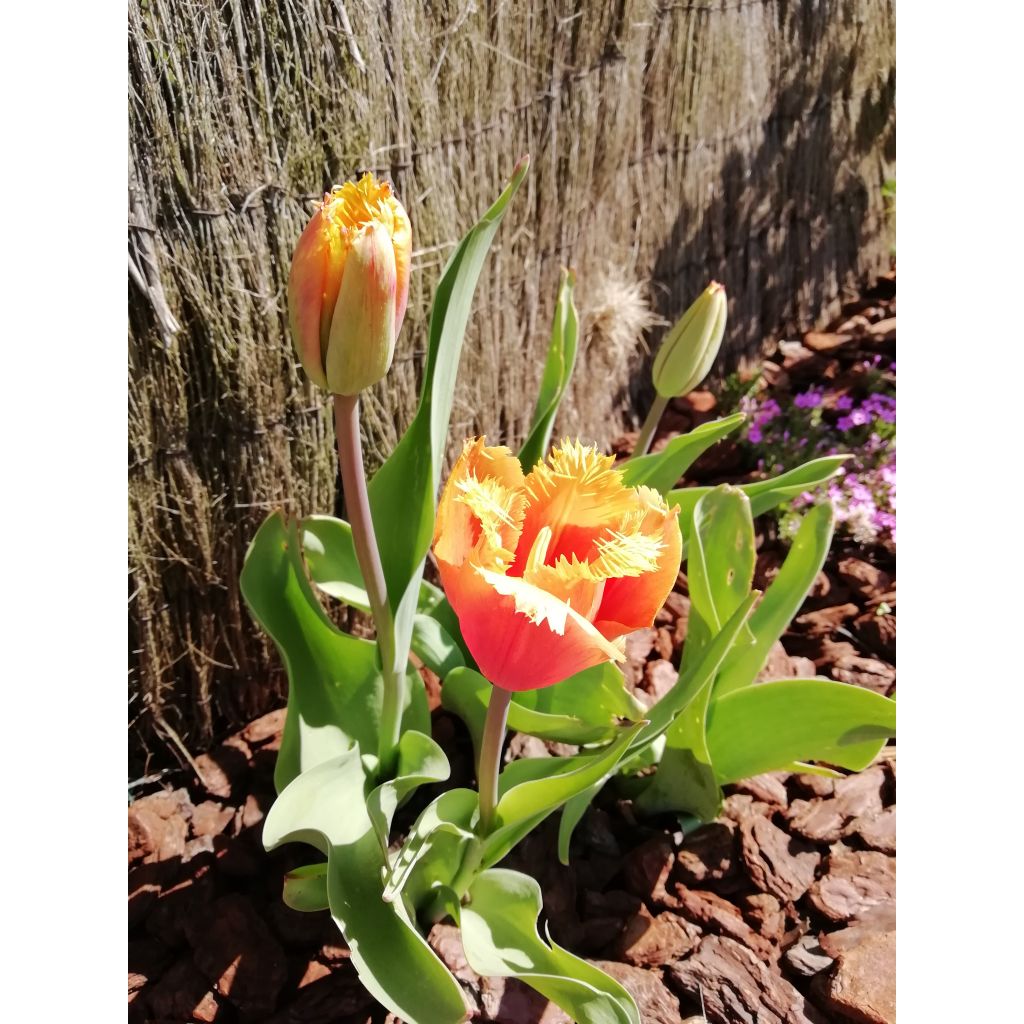 Tulipe dentelée Lambada 