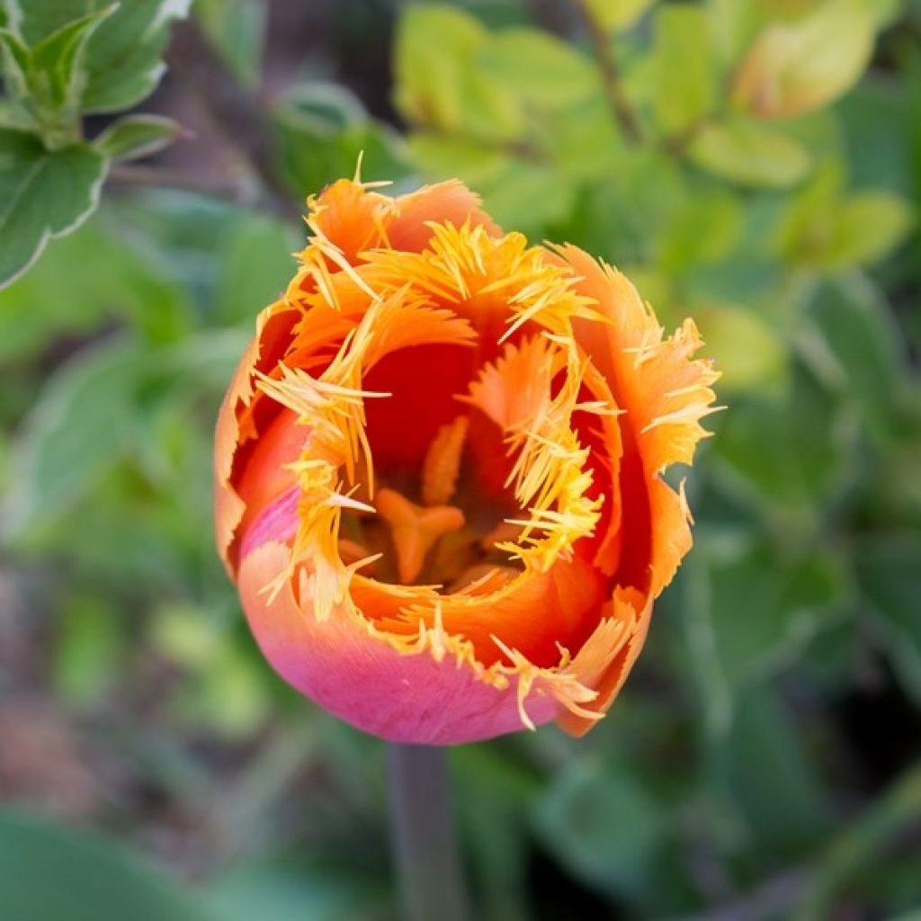 Tulipe dentelée Lambada 