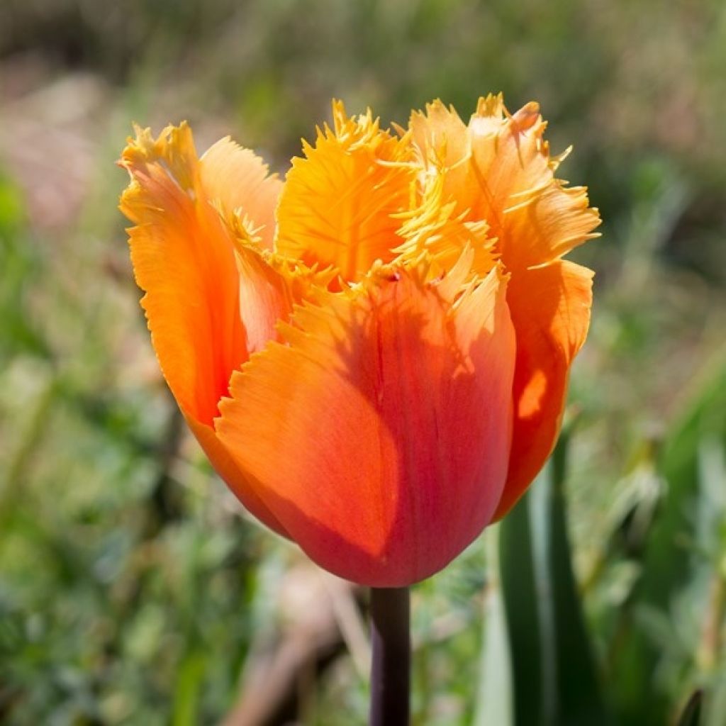 Tulipe dentelée Lambada 