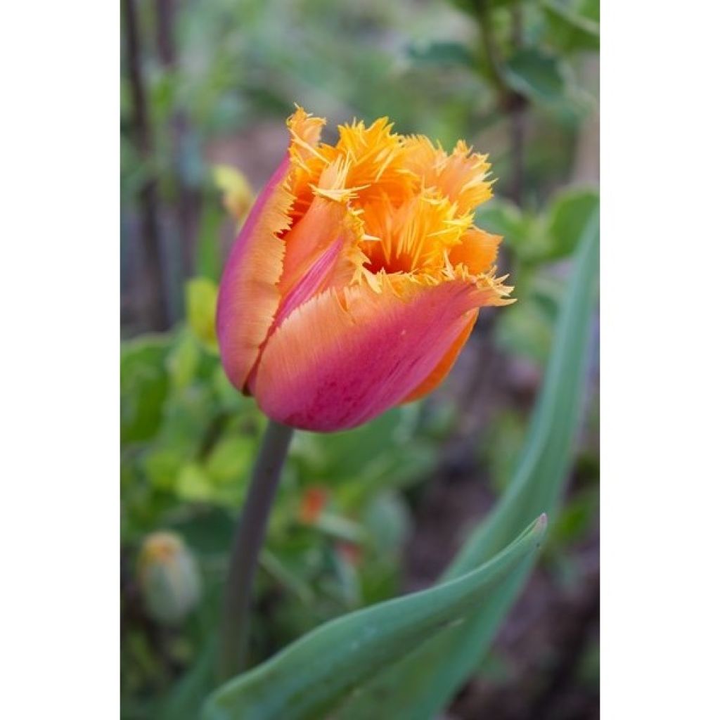 Tulipe dentelée Lambada 