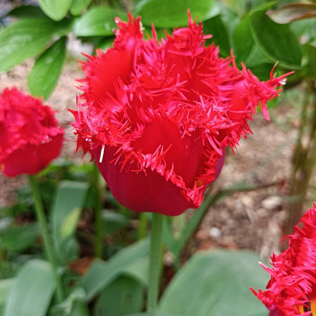 Tulipe dentelée Valery Gergiev