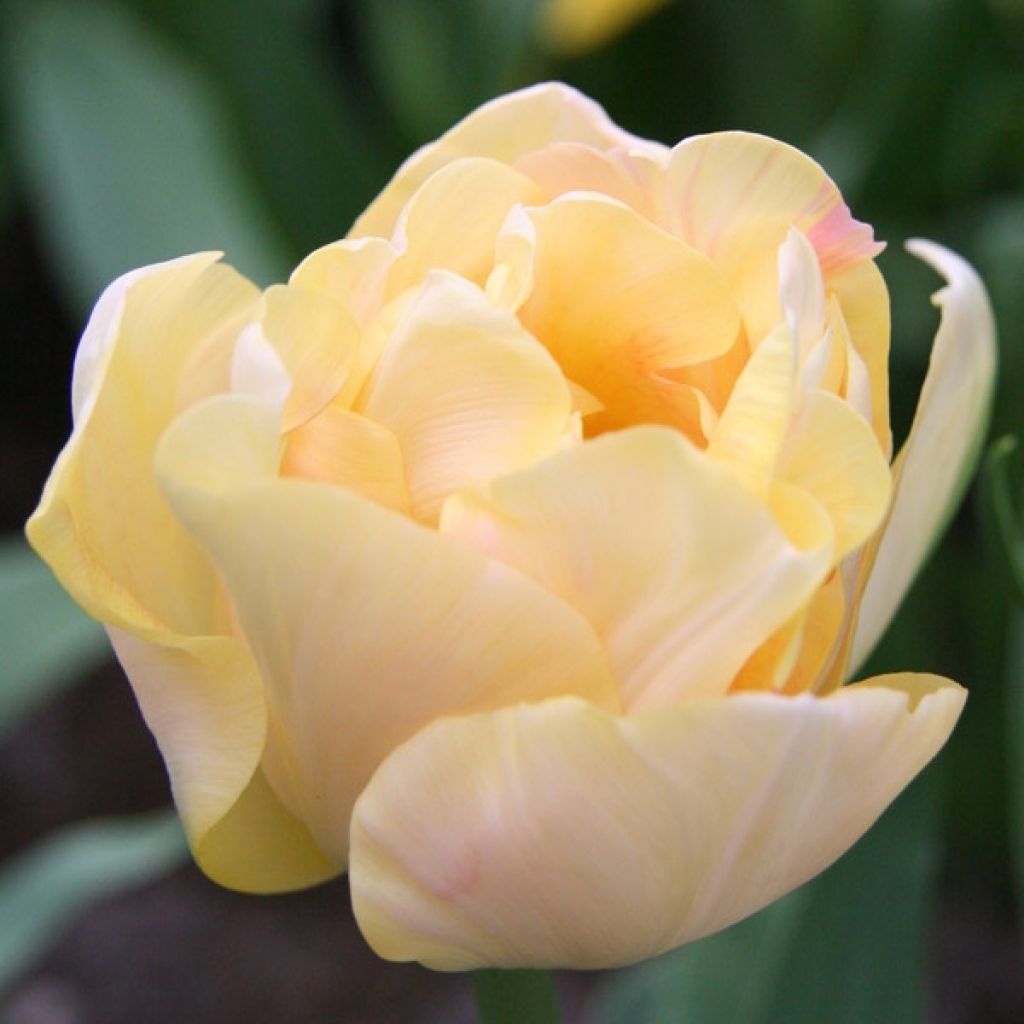Tulipe Double Charming Lady
