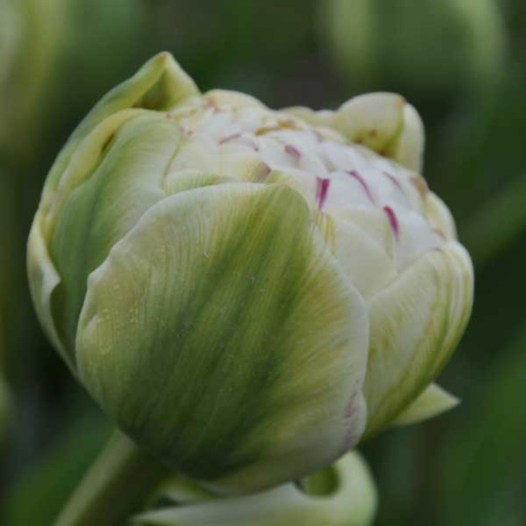 Tulipe Double Danceline