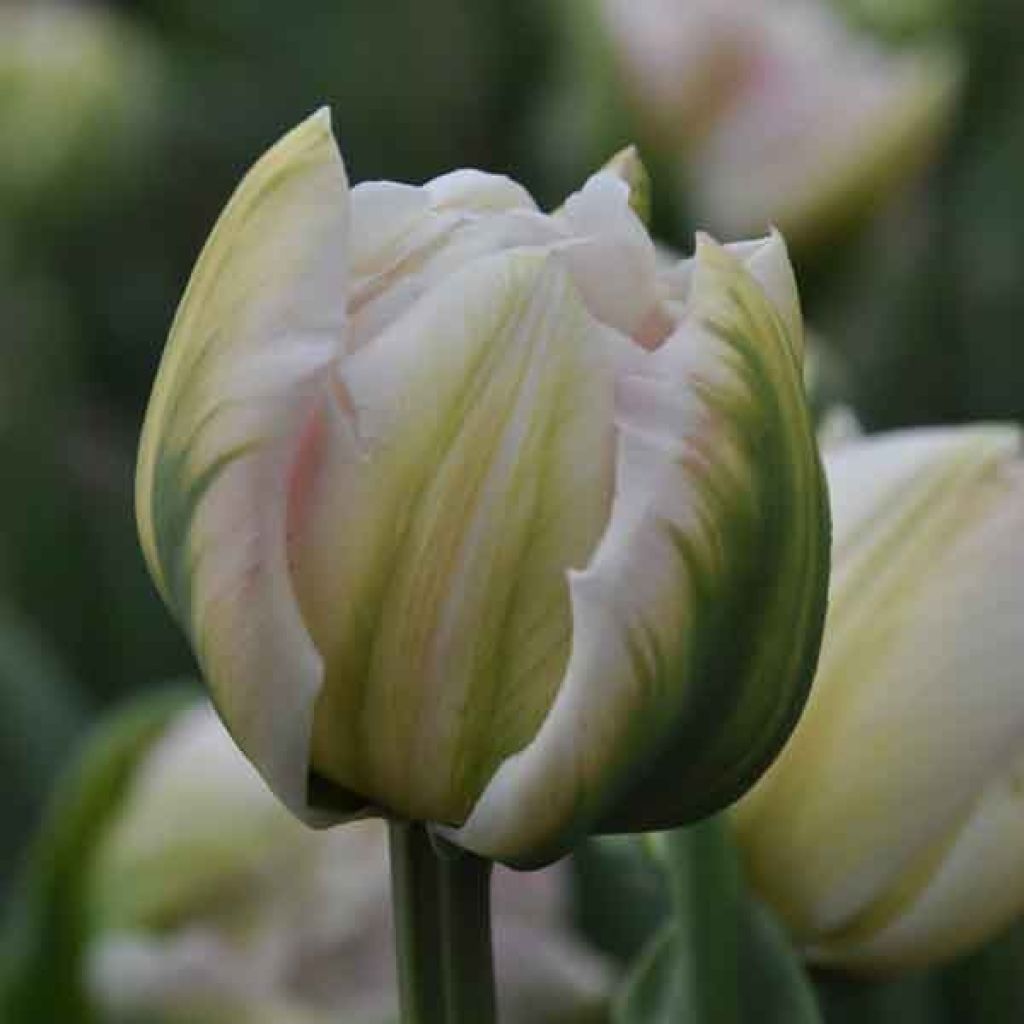 Tulipe Double Finola