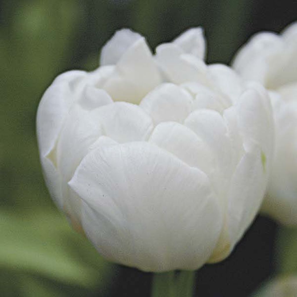 Tulipe Double Hative Evita