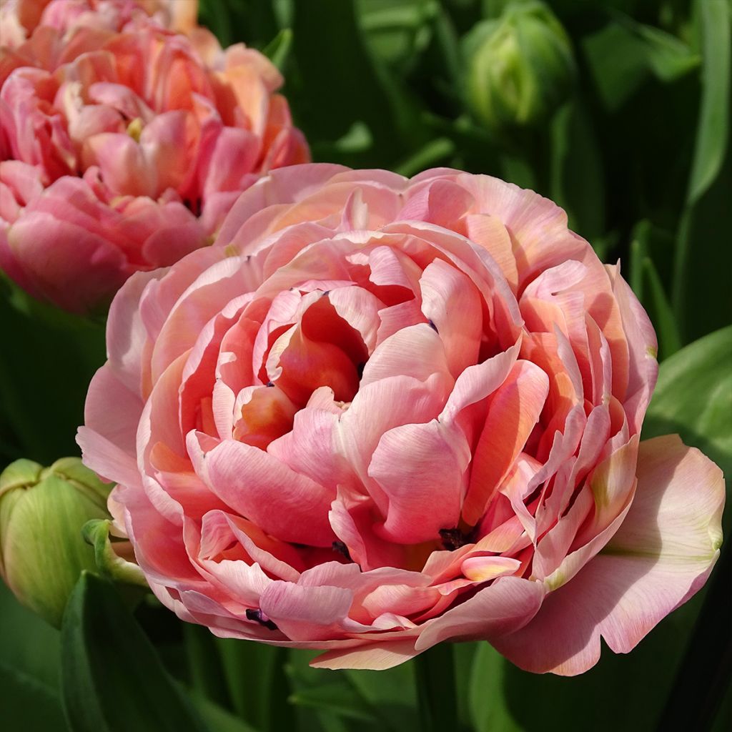 Tulipe double hâtive Amazing Grace