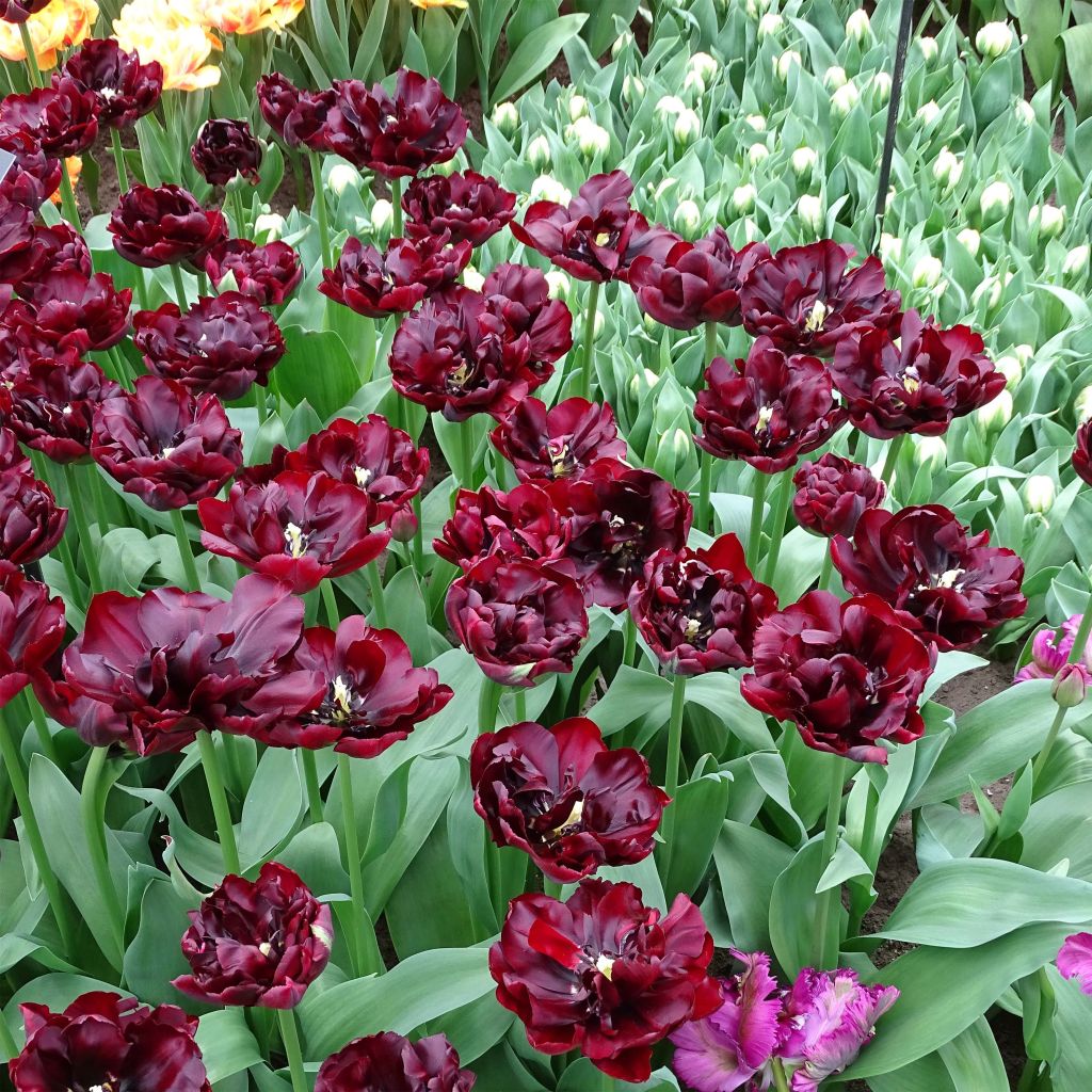 Tulipe double hative Palmyra